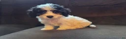 Cavapoo dogs for sale: Candy - Ad 3