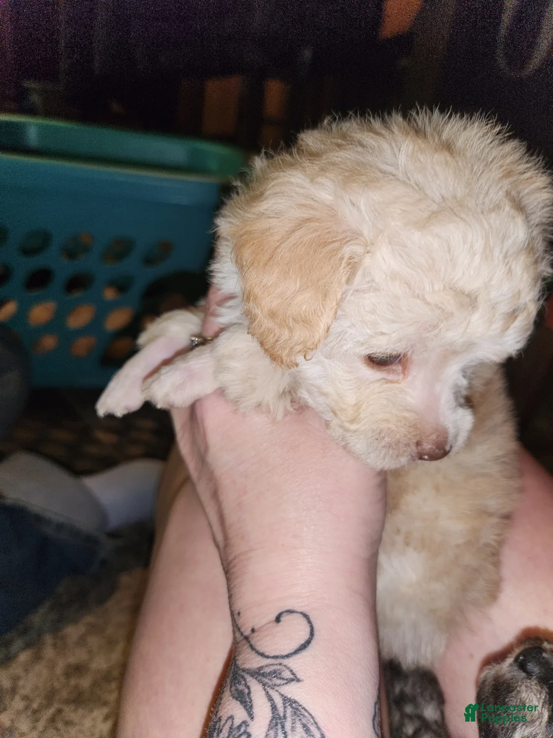 Havapoo dogs for sale: Havapoo Puppy 2 - Ad 2