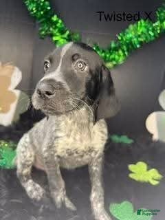 German Shorthaired Pointer dogs Twisted X - Ad 19