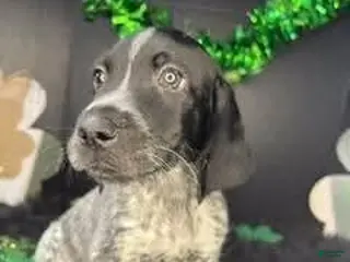 German Shorthaired Pointer dogs Twisted X - Ad 19