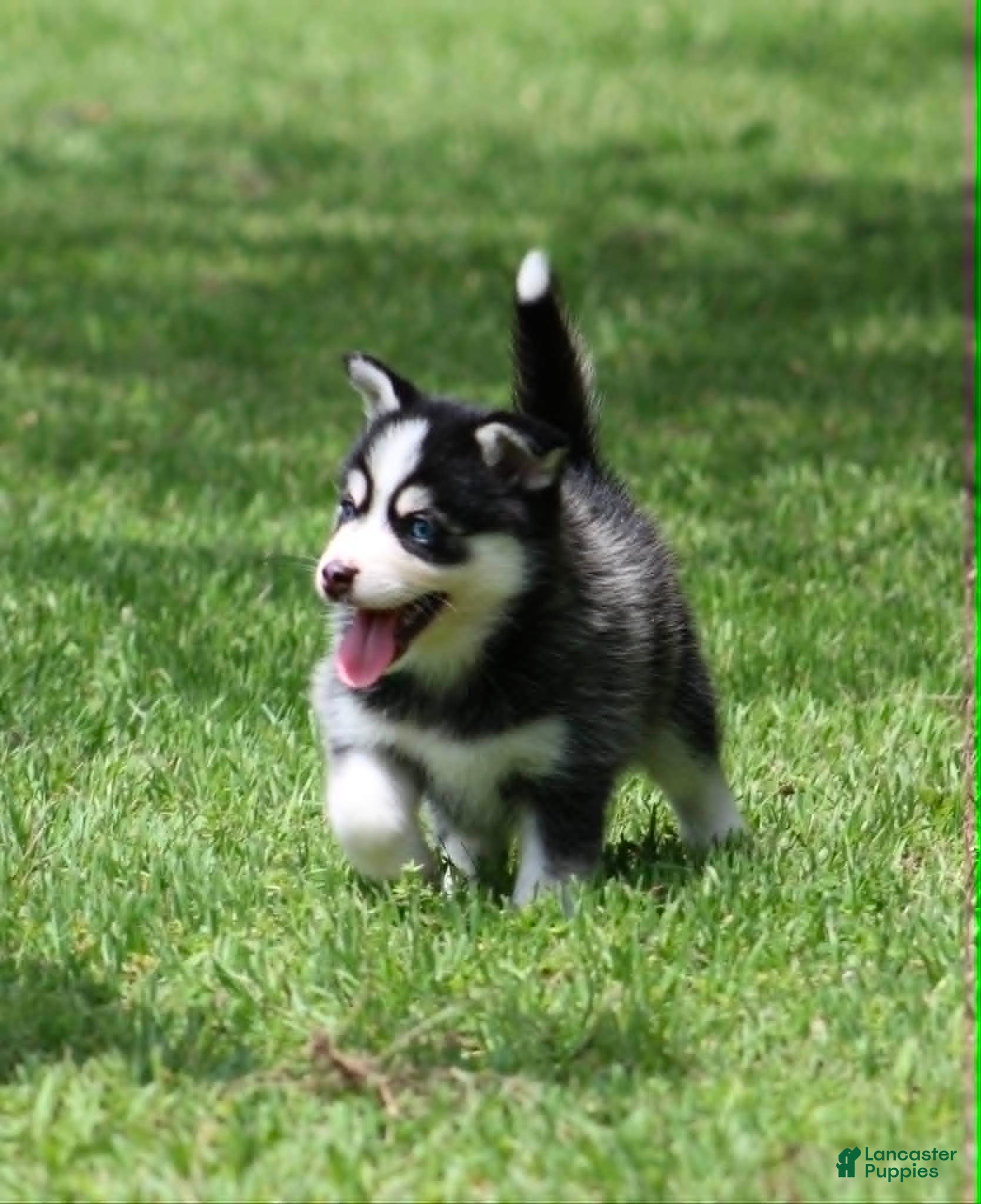 Pomsky dogs Iris - Ad 1
