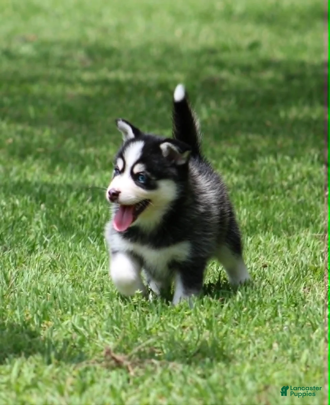 Pomsky dogs for sale: Iris - Ad 1