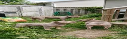 Mixed Breed dogs for sale: Massari - Ad 7