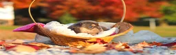 French Bulldog dogs for sale: Pumpkin - Ad 5