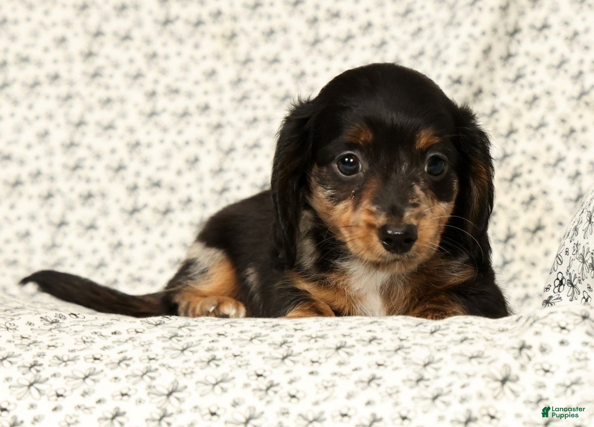 Miniature Dachshund dogs Tucker - Ad 2