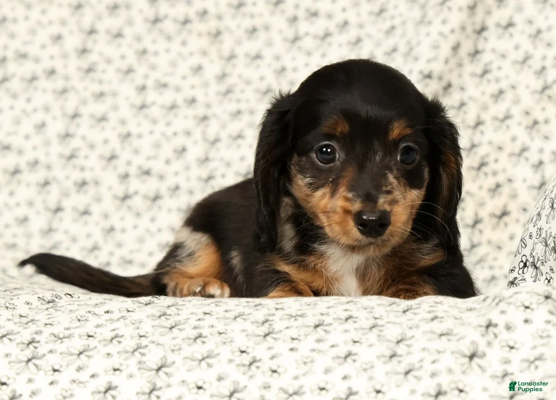 Miniature Dachshund dogs for sale: Tucker - Ad 2