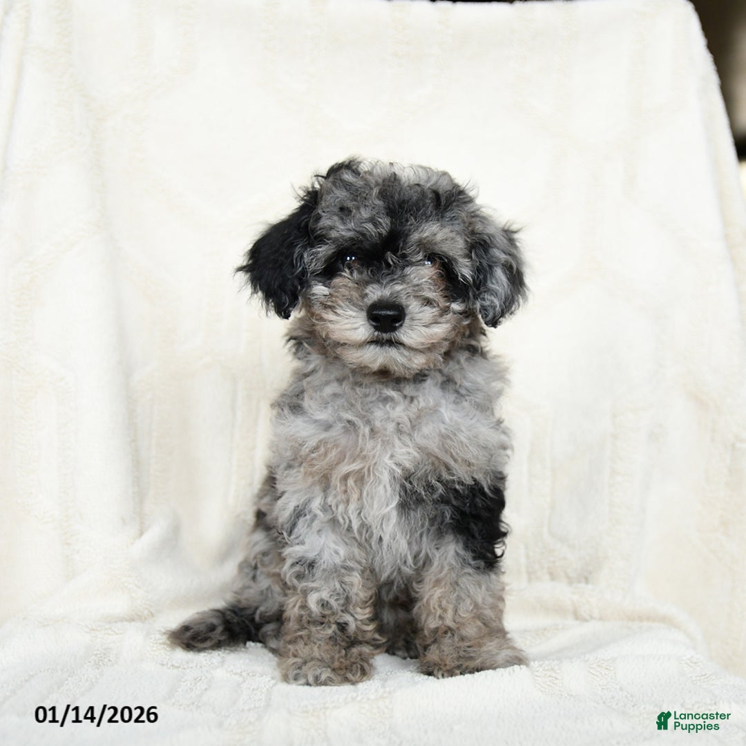 Miniature Poodle dogs for sale: Arctic  - Ad 2
