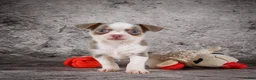 Chihuahua dogs for sale: Zane - Ad 6