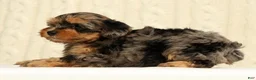 Yorkiepoo dogs for sale: Callie - Ad 5