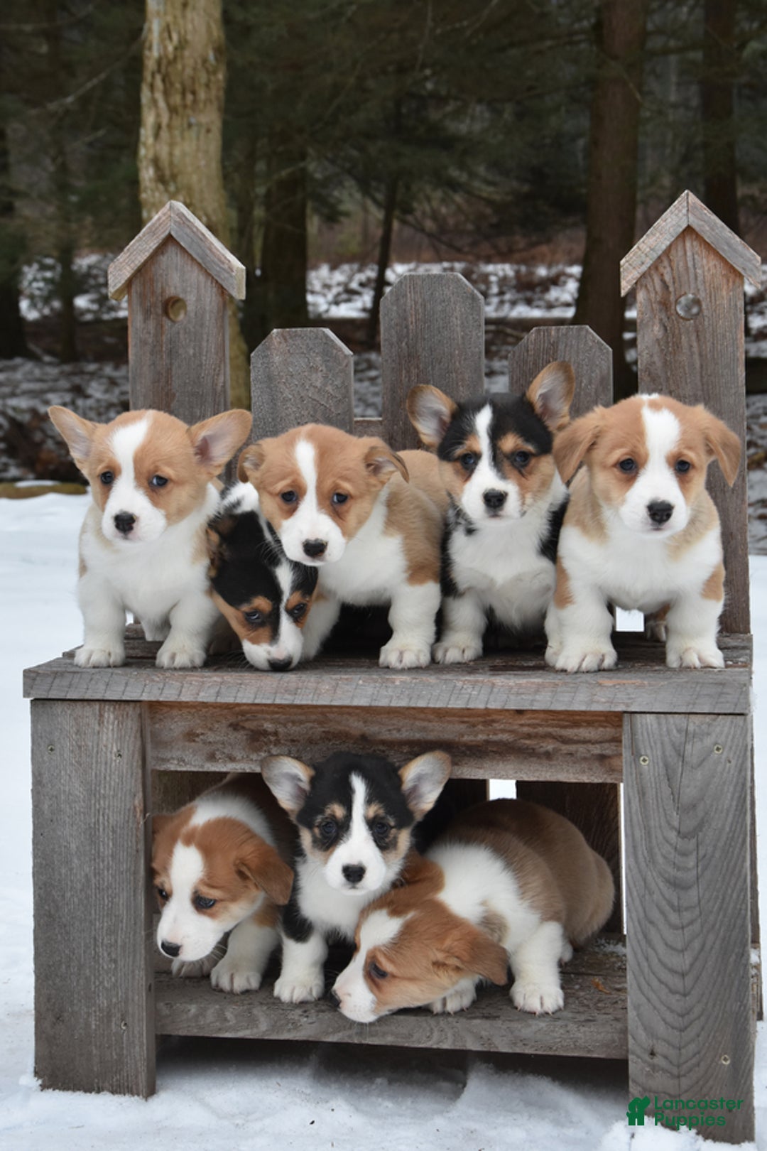 Welsh Corgi Pembroke dogs for sale: Devin - Ad 3