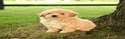 Bichpoo dogs for sale: Dorian - Ad 4