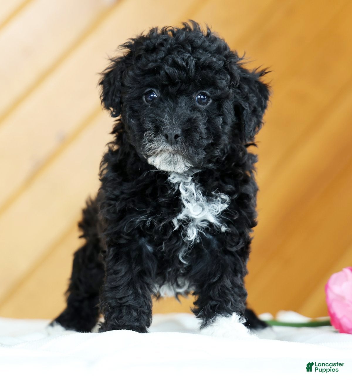 Toy Poodle dogs Blaire - Ad 2