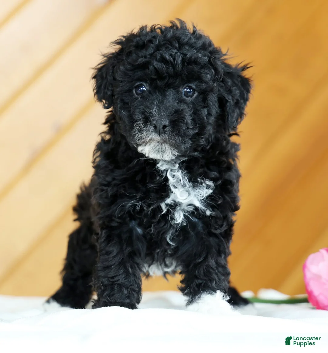 Toy Poodle dogs for sale: Blaire - Ad 2