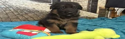 German Shepherd dogs for sale: Veronica - Ad 15