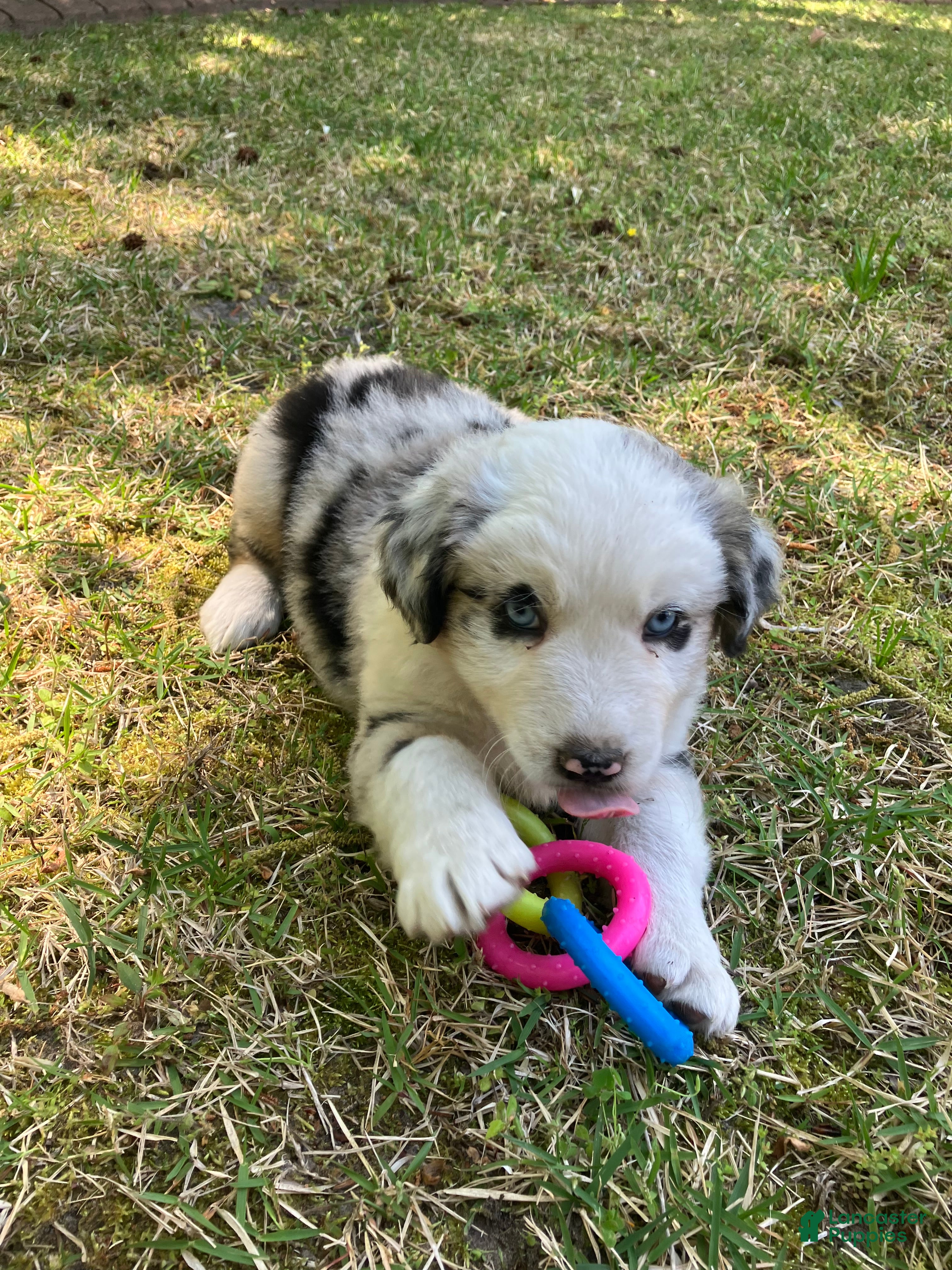 Australian Shepherd dogs Wild - Ad 2