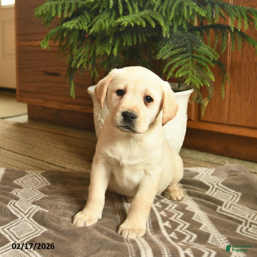 Labrador Retriever dogs Glitter  - Ad 1