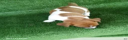 Jack Russell Terrier dogs for sale: Molly - Ad 4