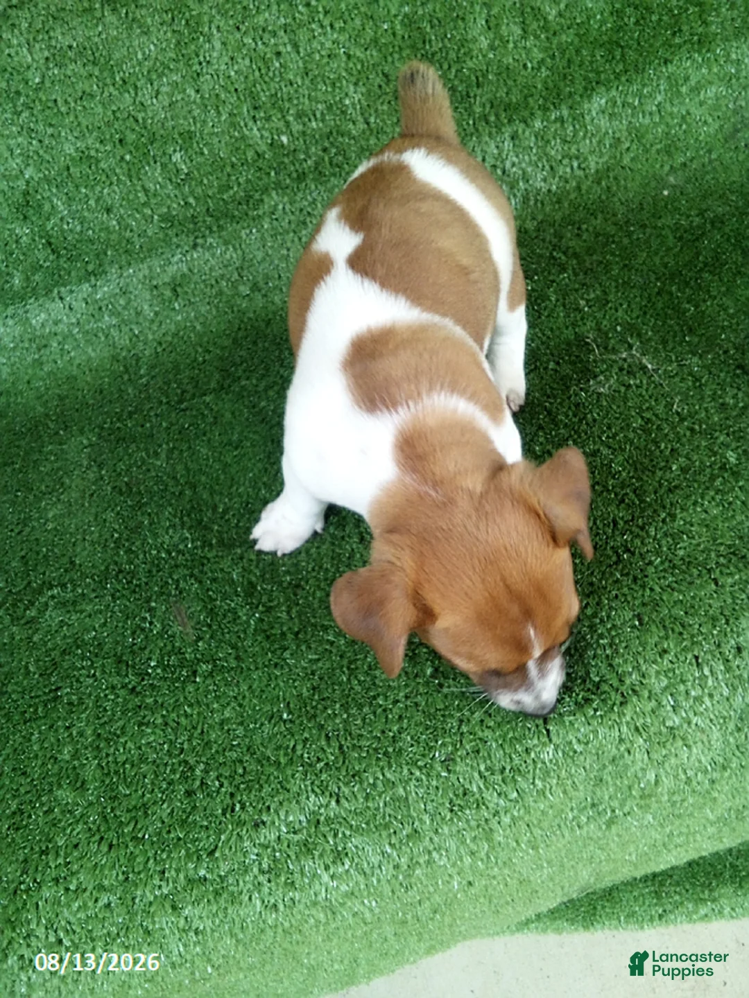 Jack Russell Terrier dogs for sale: Molly - Ad 4