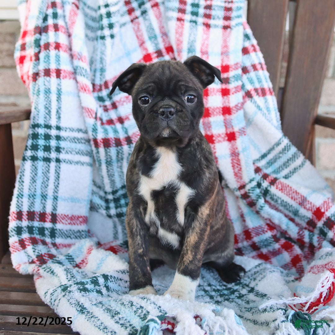 Mixed Breed dogs for sale: Jasmine - Ad 3