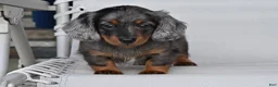 Miniature Dachshund dogs for sale: AKC Pearl - Ad 12