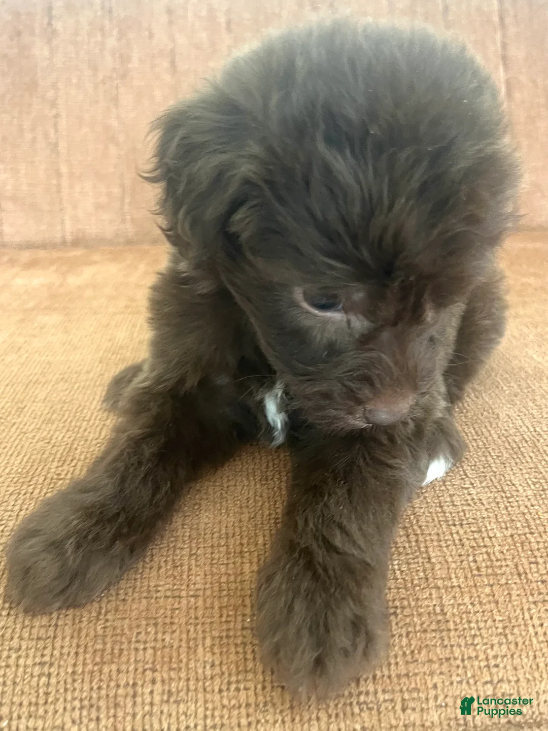 Mixed Breed dogs for sale: Carlton - Ad 1