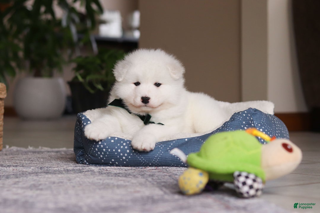 Samoyed dogs for sale: Rocky - Ad 6