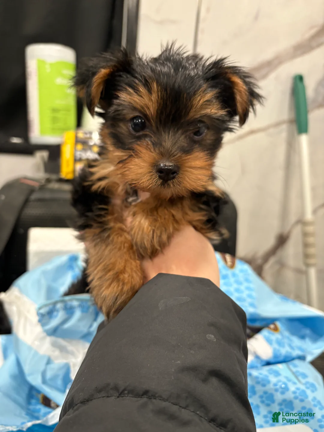 Yorkshire Terrier dogs for sale: Toy cash  - Ad 2