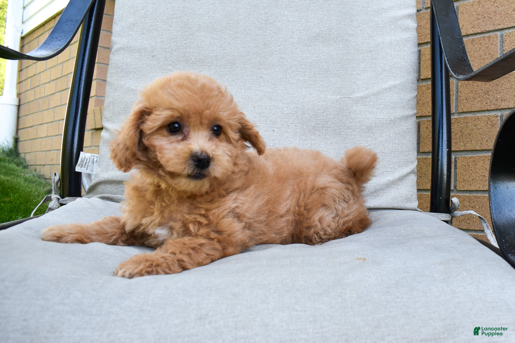 Bichpoo dogs Kenzie 🐶💖 - Ad 2