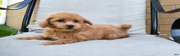 Bichpoo dogs for sale: Kenzie 🐶💖 - Ad 2