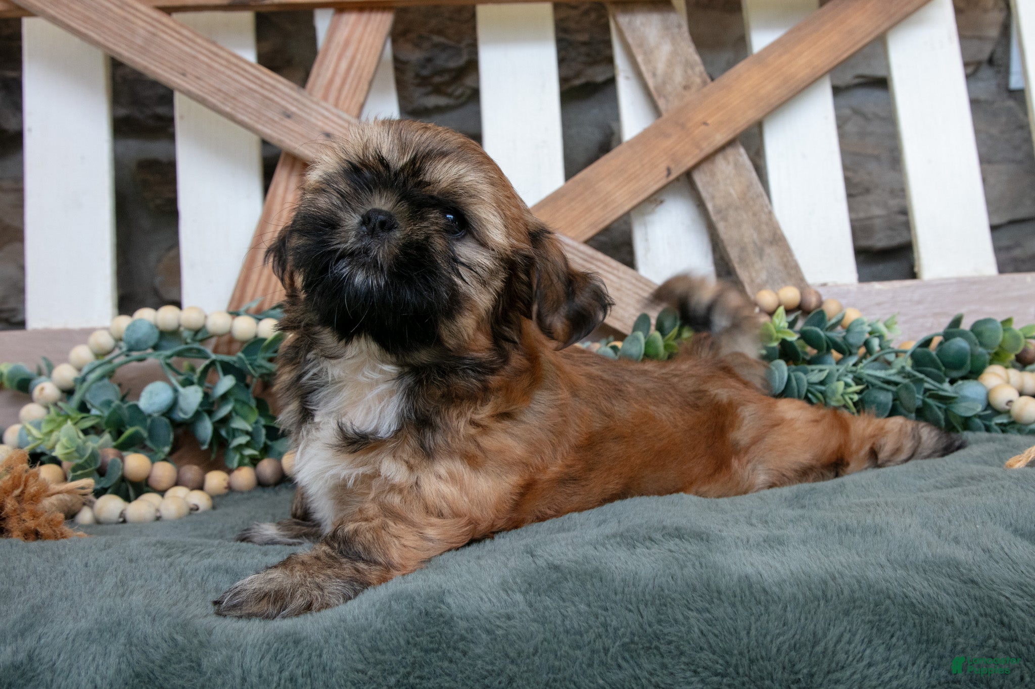 Shih Tzu dogs for sale: Domino - Ad 4