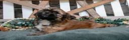 Shih Tzu dogs for sale: Domino - Ad 1