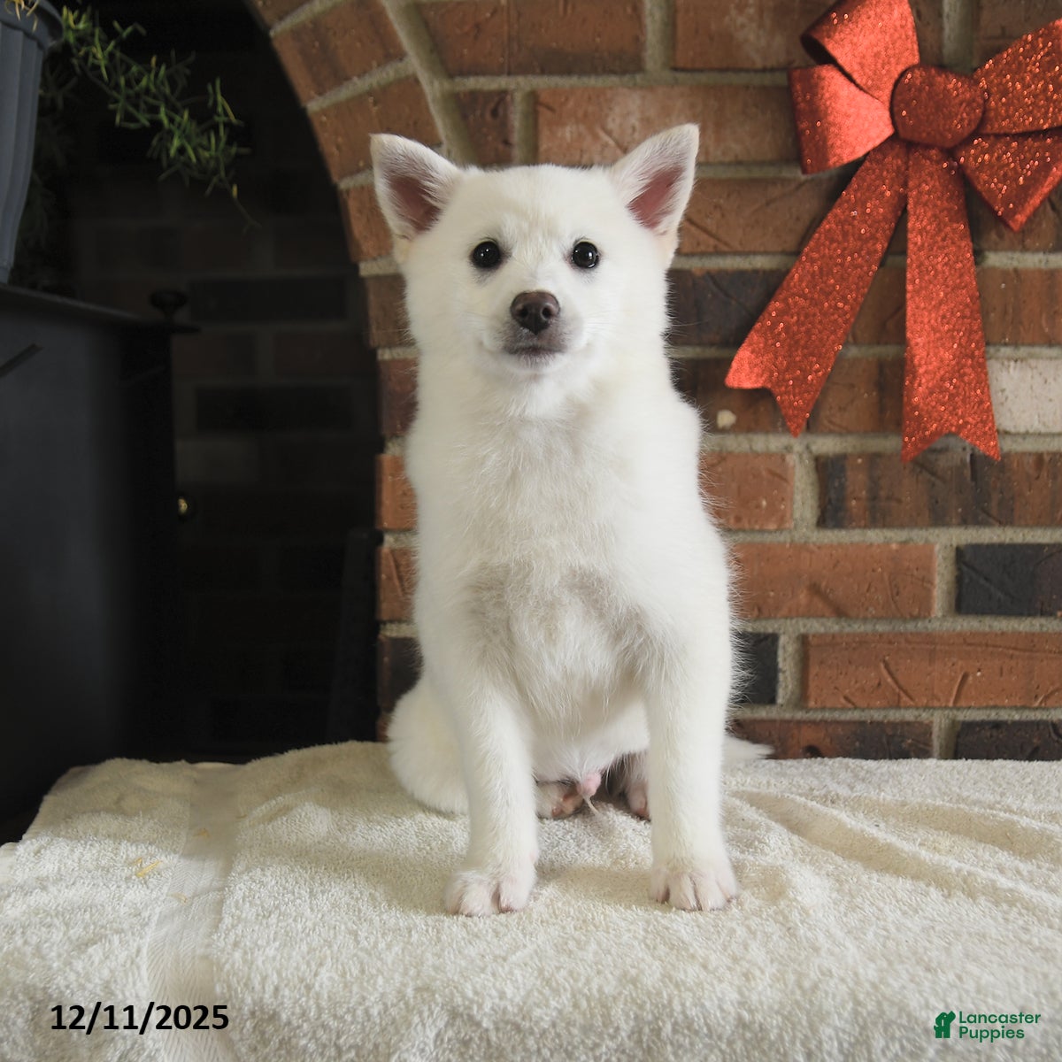 Pomsky dogs Kaden - Ad 9