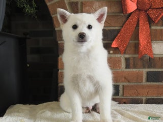 Pomsky dogs Kaden - Ad 2