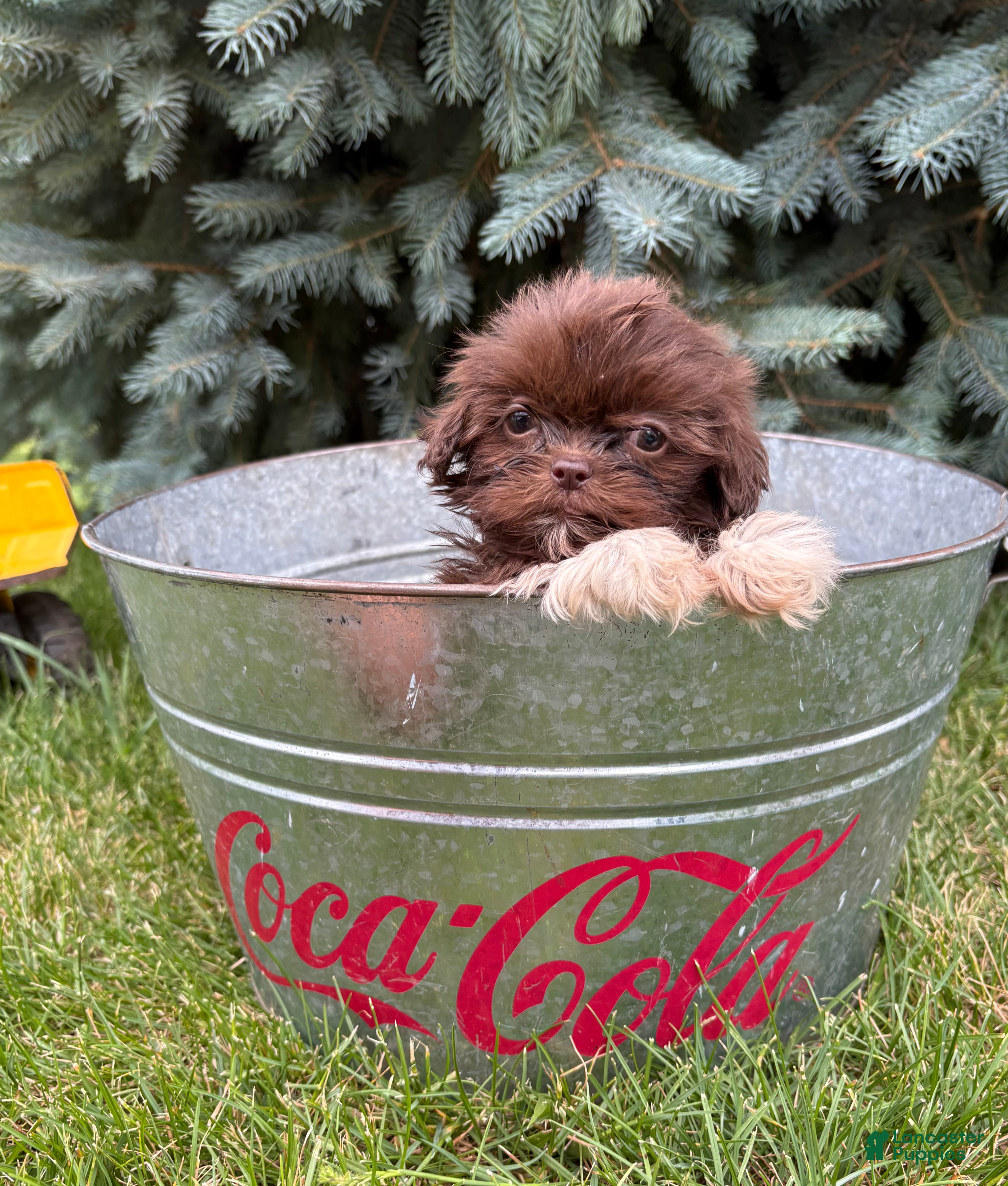 Shih Tzu dogs Hallie - Ad 2
