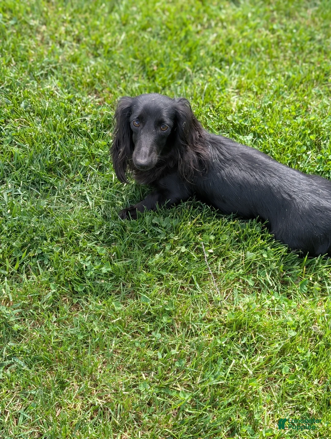 Miniature Dachshund dogs for sale: Miniature Dachshund Puppy 4 - Ad 11
