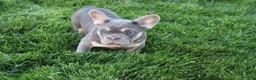 French Bulldog dogs for sale: Sarah - Ad 4