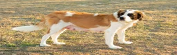 Saint Bernard dogs for sale: Akc Blue - Ad 7