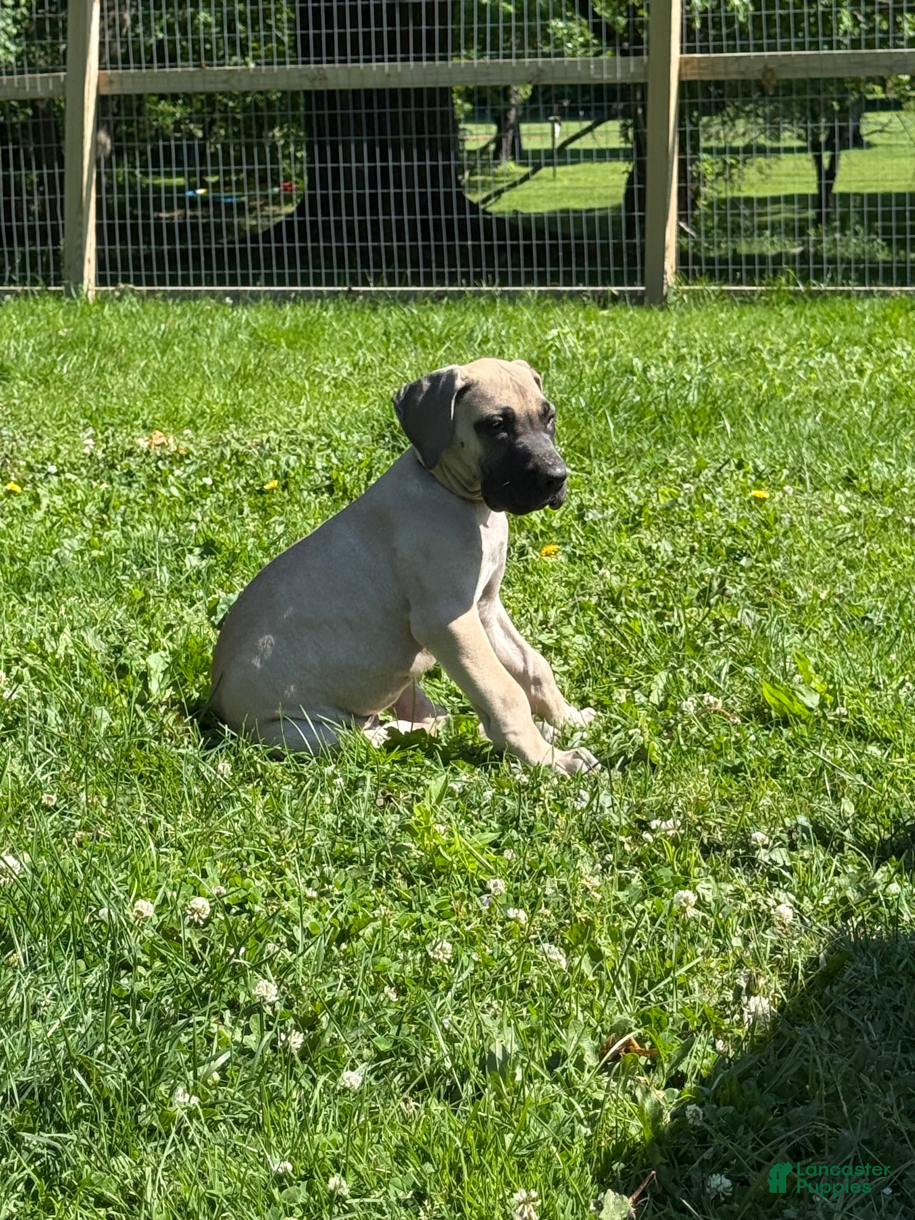 Great Dane dogs Bucatini (Black) - Ad 2