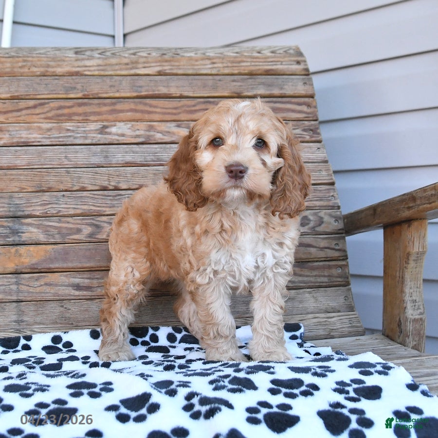 Mixed Breed dogs Polly - Ad 1