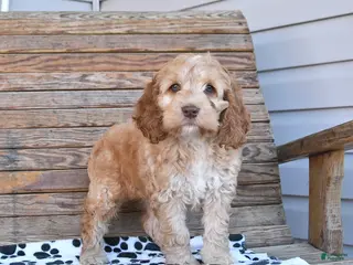 Mixed Breed dogs for sale: Polly - Ad 2