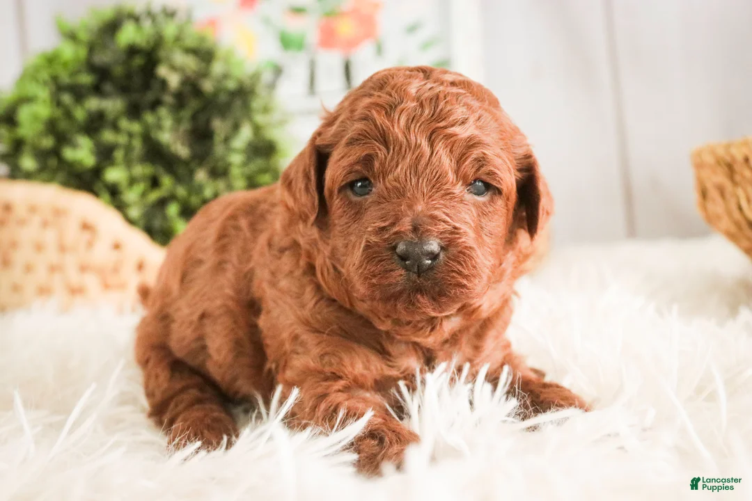 Miniature Poodle dogs for sale: Clara - Ad 3