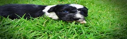 Havapoo dogs for sale: Savvy - Ad 17