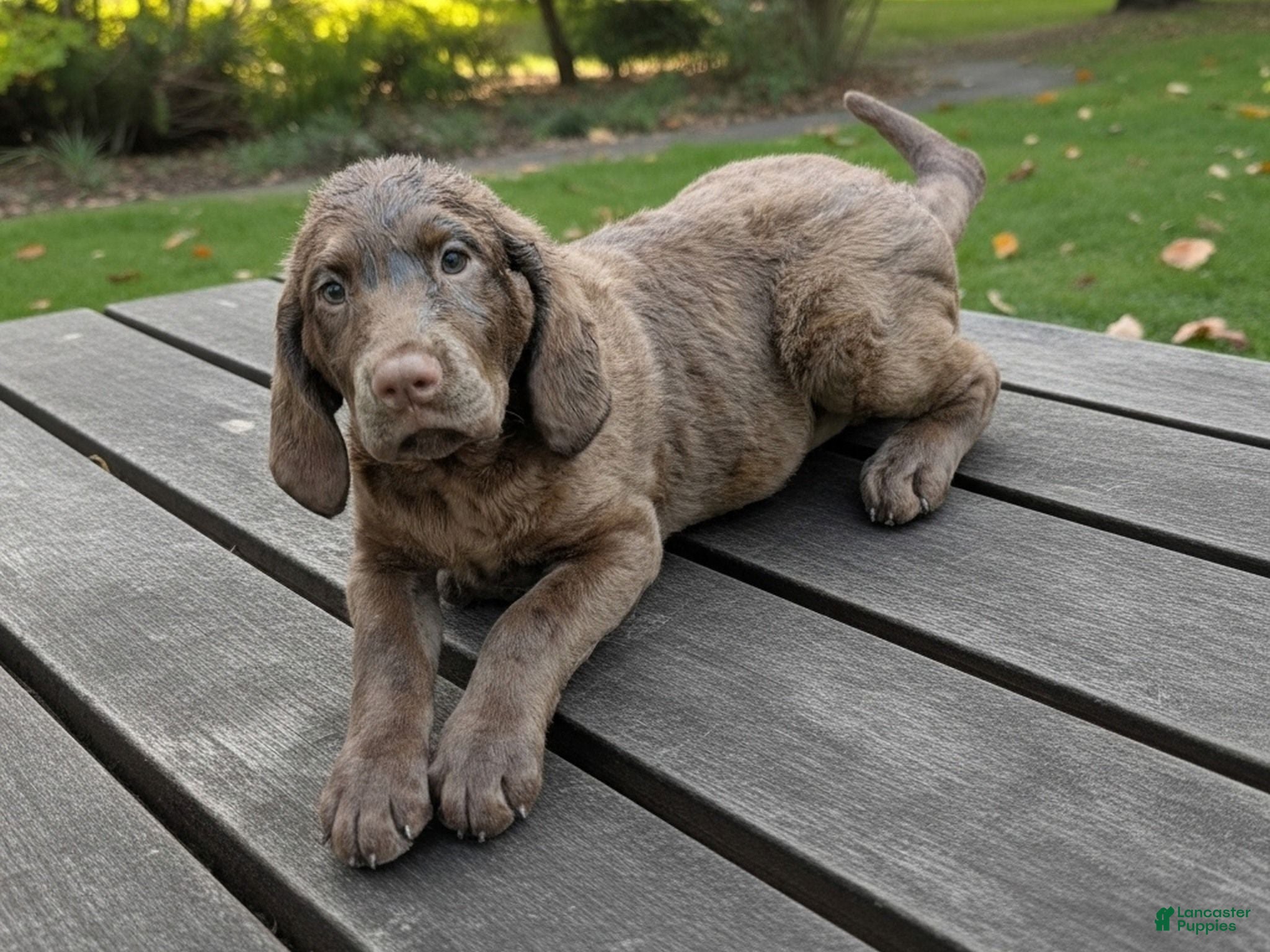 Chesapeake Bay Retriever dogs Your Choice - Ad 4