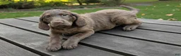 Chesapeake Bay Retriever dogs for sale: Your Choice - Ad 1