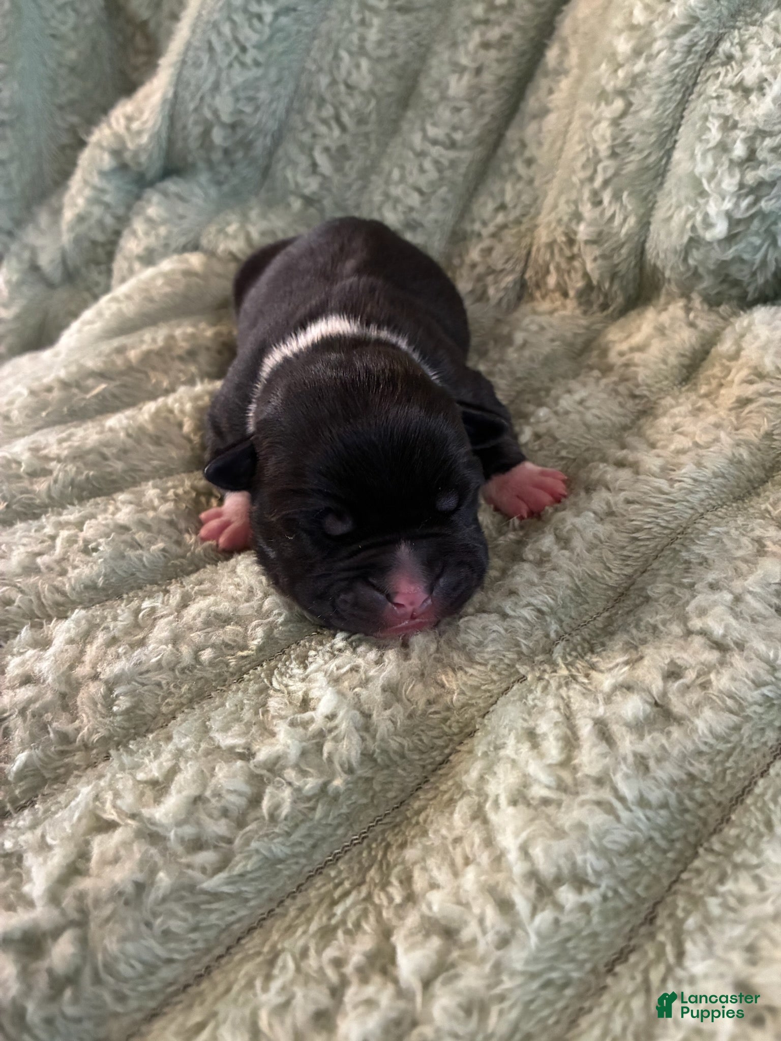 American Staffordshire Terrier dogs Girl 1 - Ad 2
