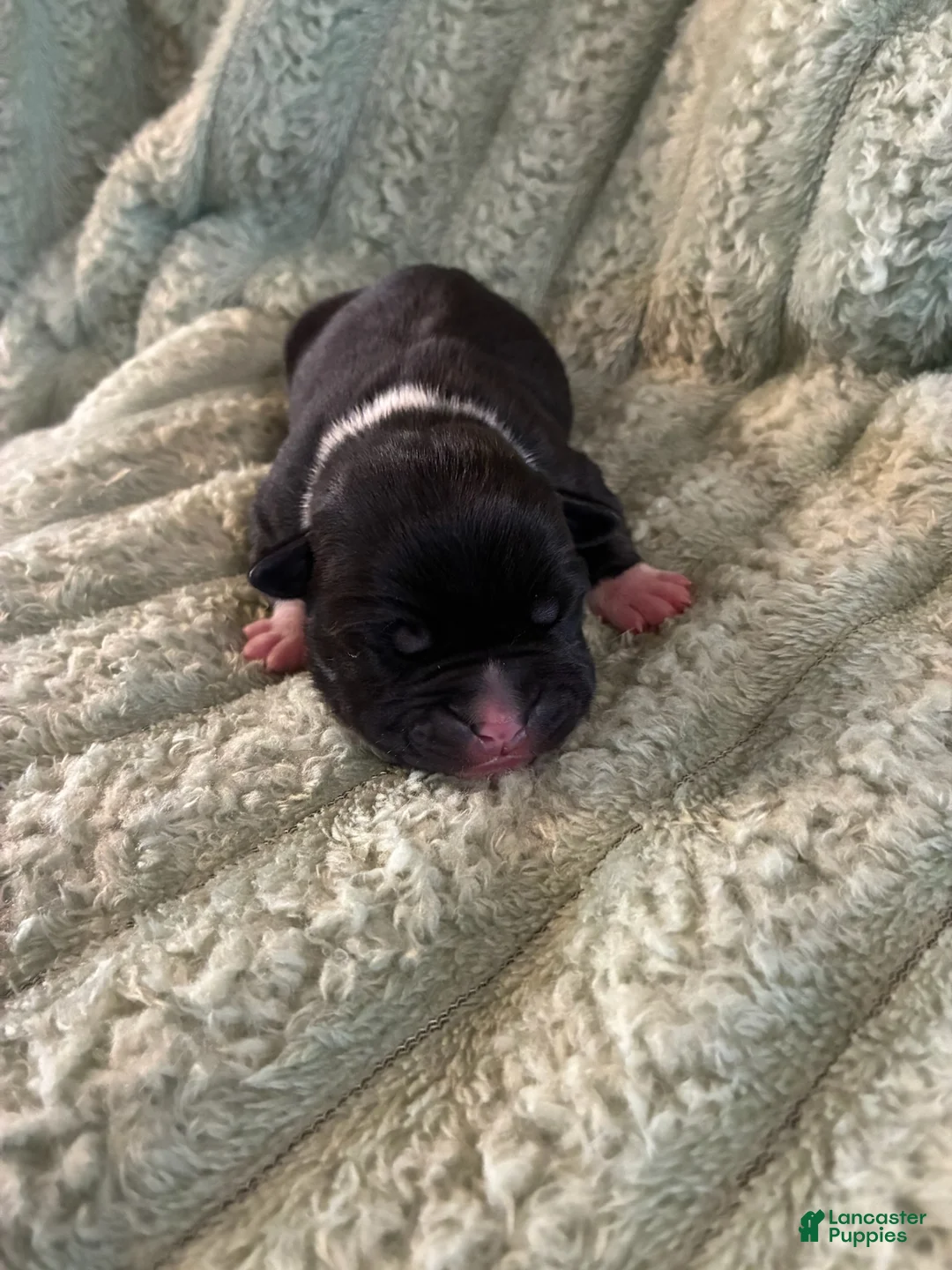 American Staffordshire Terrier dogs for sale: Girl 1 - Ad 1