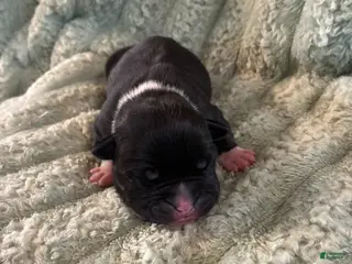 American Staffordshire Terrier dogs Girl 1 - Ad 2