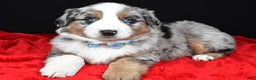 Miniature Australian Shepherd dogs for sale: Rexton - Ad 6