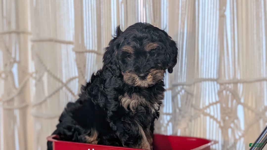 Cavapoo dogs for sale: Andra - Ad 8