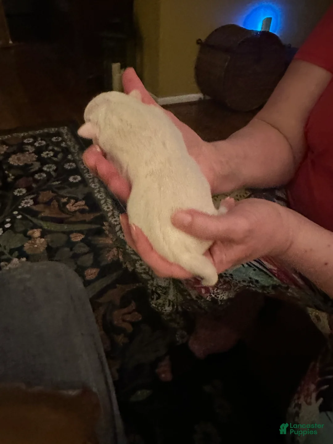 Mixed Breed dogs for sale: English Bulldog Puppy 6 - Ad 3